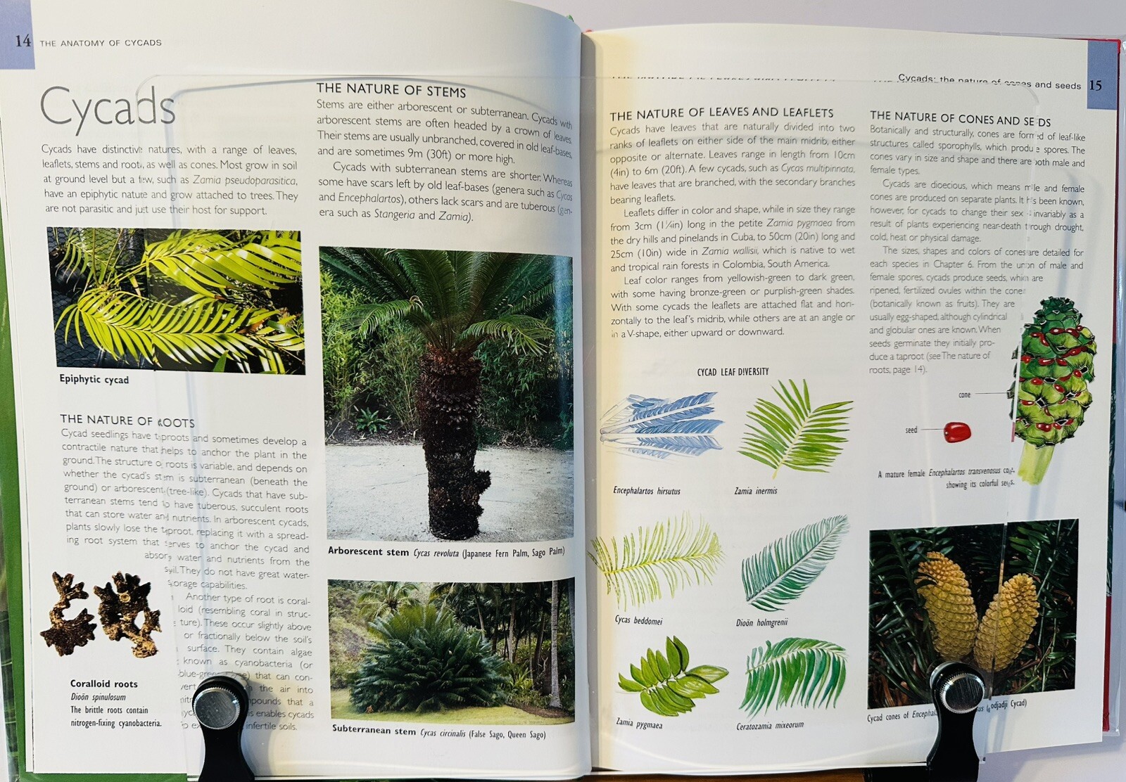 Palms And Cycads: A Guide To Selecting, Growing & Propagating David Squire New