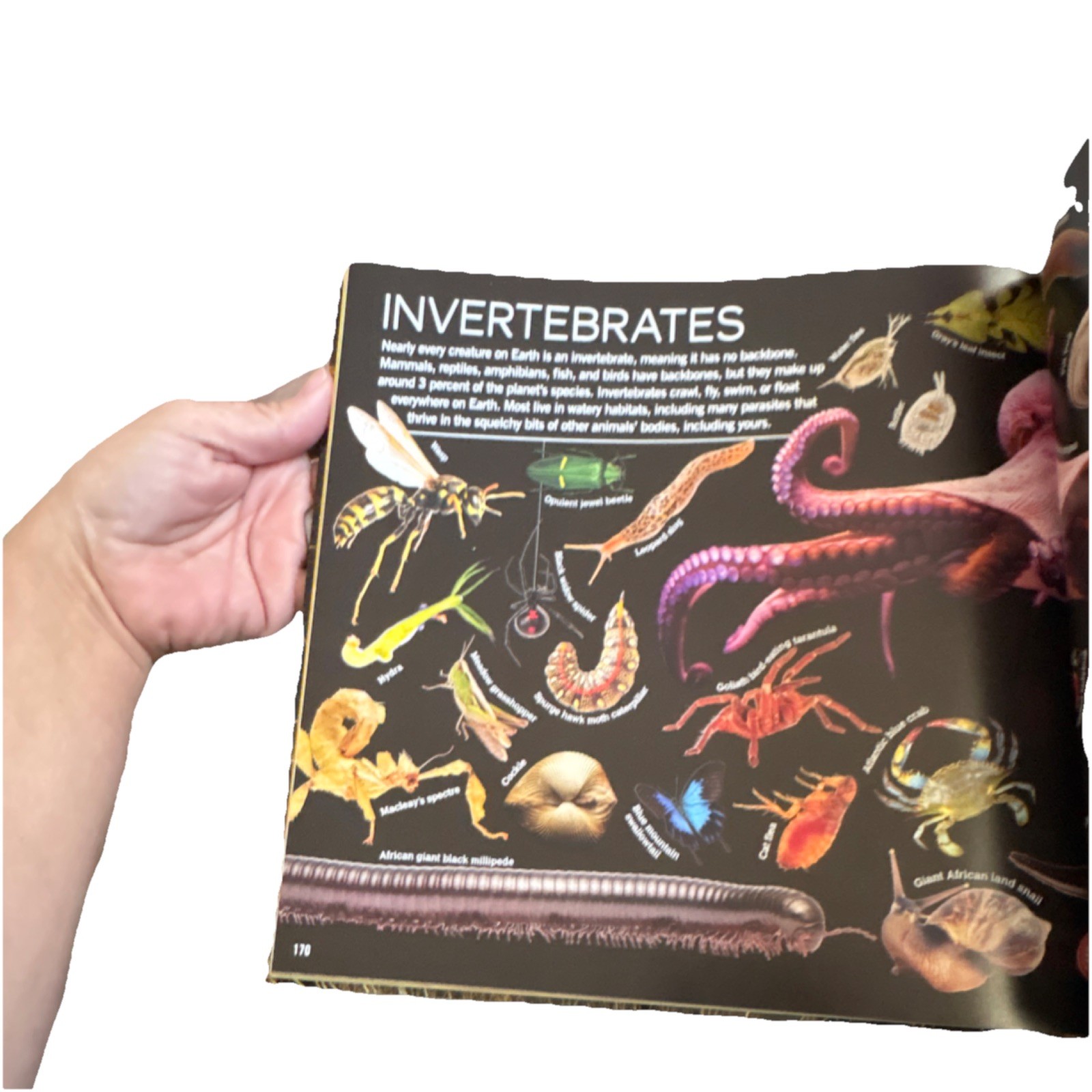 Scholastic Animals 100s of Species By Sean Callery and Miranda Smith