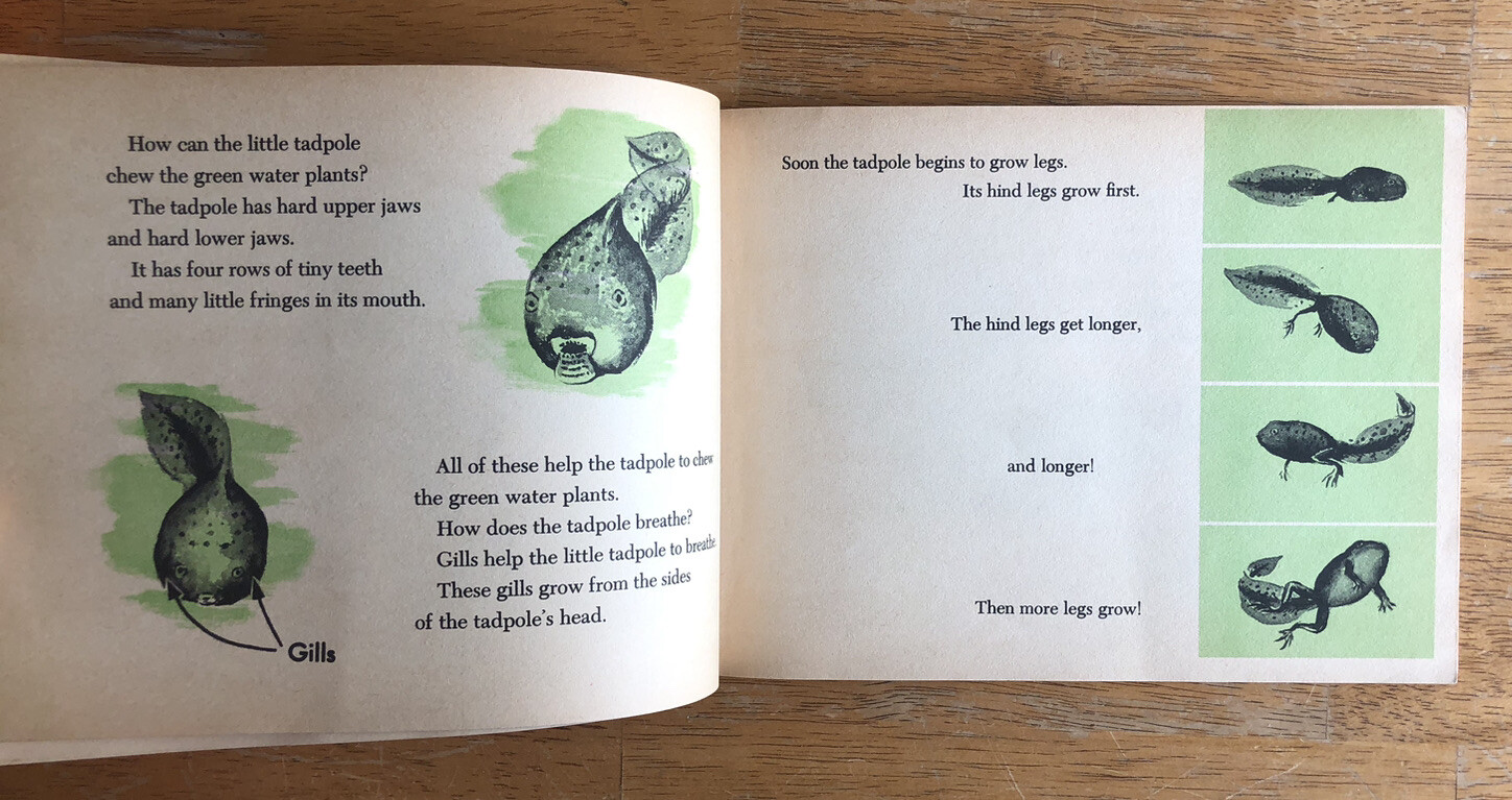 Vintage 1963 What is a Frog? by Gene Darby, Scholastic First Printing Paperback