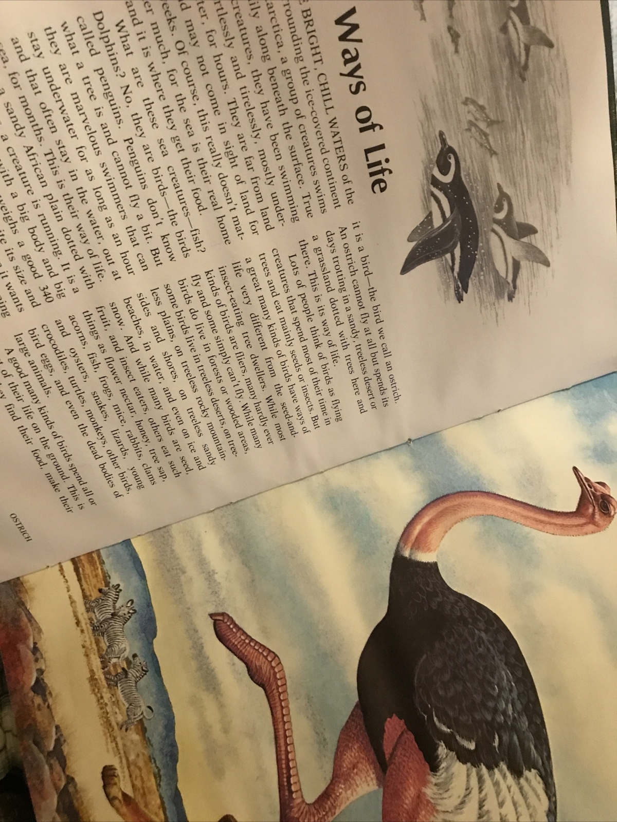 Album of Birds by Tom McGowen, Rod Ruth – Drawings & Color Illustration￼￼￼￼s
