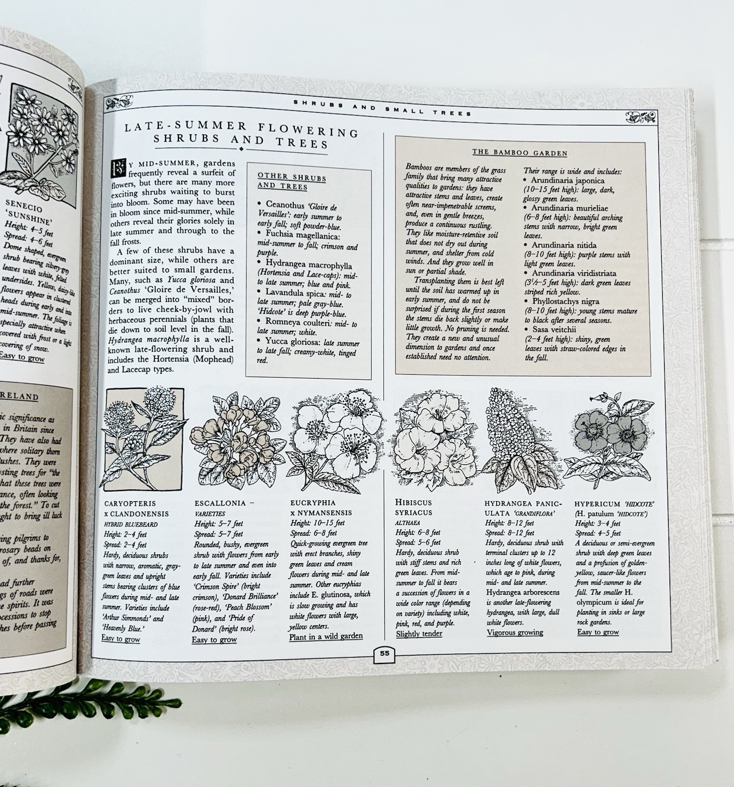 The Concise Gardening Encyclopedia ~ David Squire Flowers Roses Shrubs Trees HC