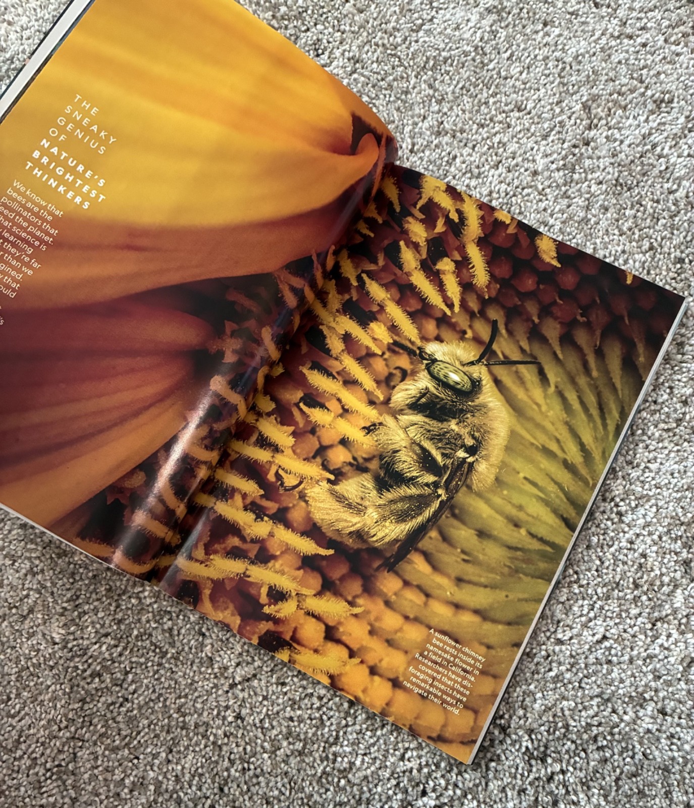 🟥 May 2026 National Geographic magazine Secrets of Bees, robots SPECIAL ISSUE
