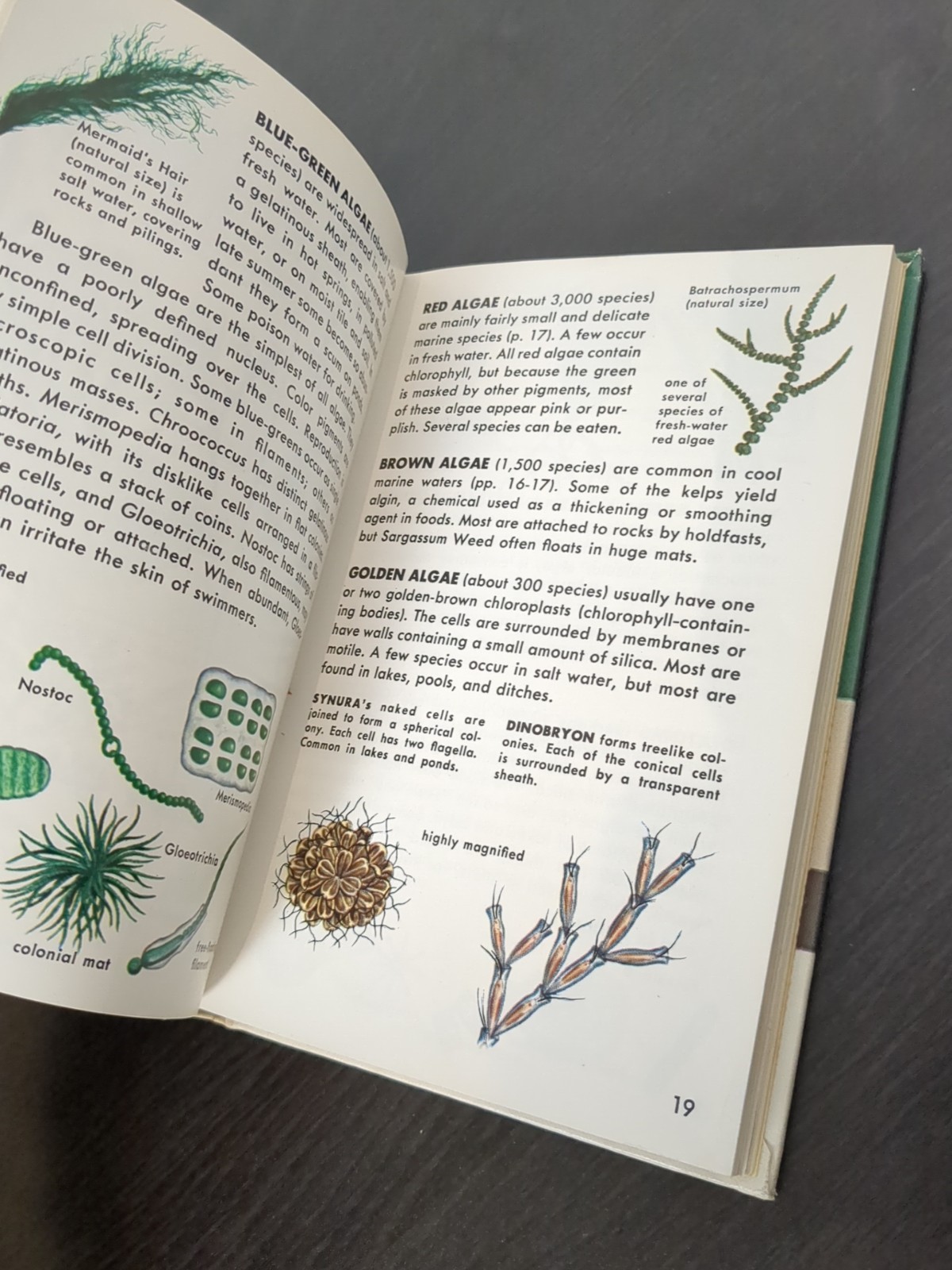 Non-Flowering Plants Golden Nature Guide Hardcover Book Mushrooms 1967