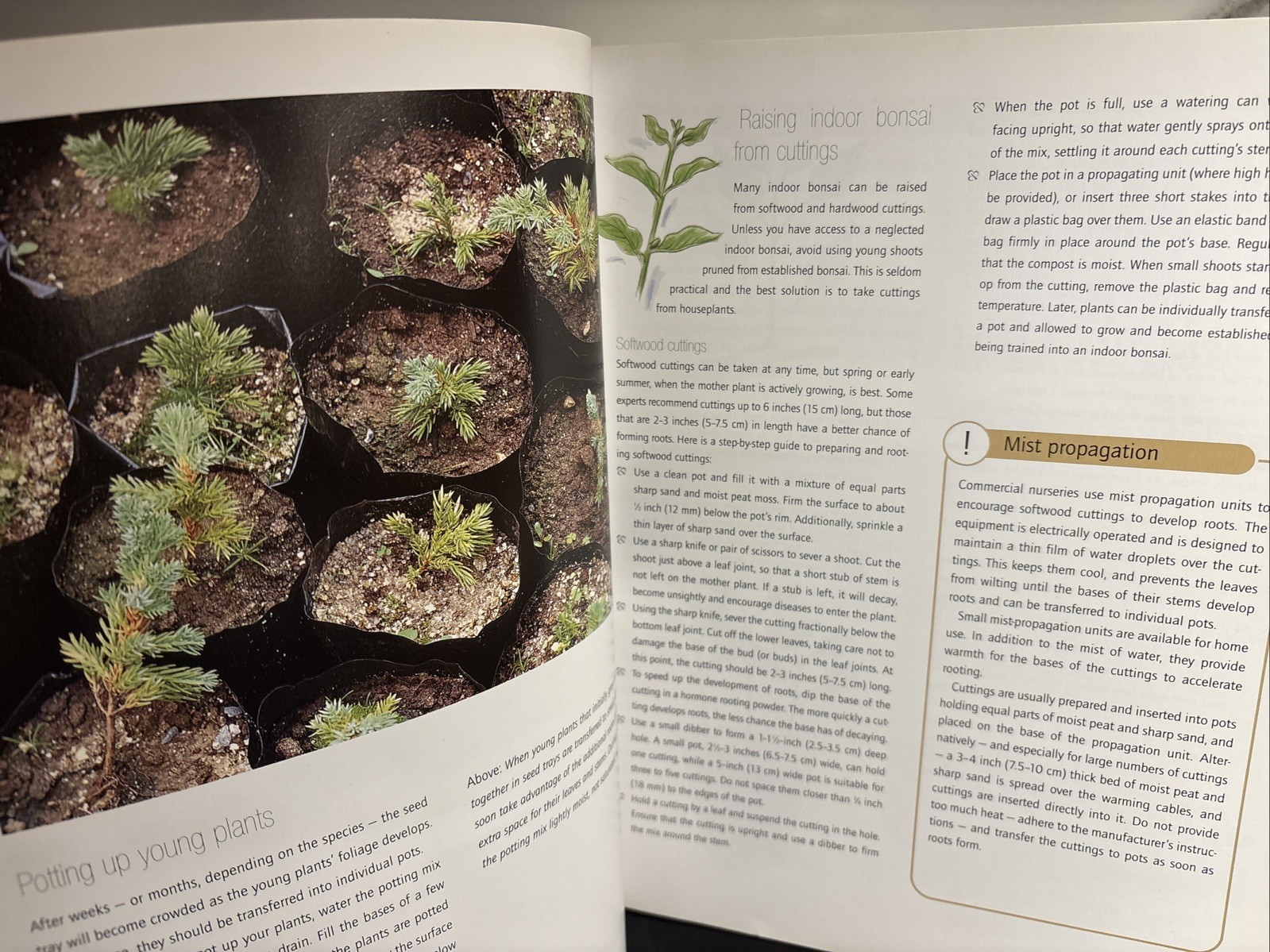 Successful Bonsai, By David Squire