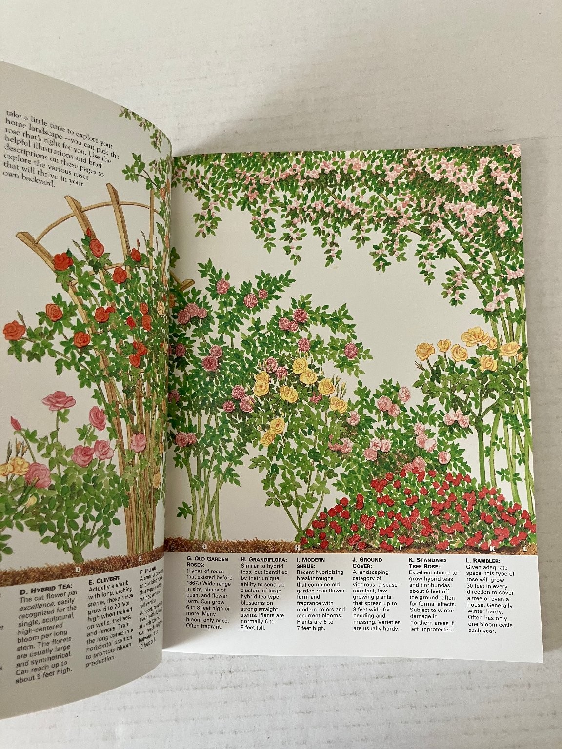 Ortho’s All About Roses 1999 First Edition Gardening Guide Meredith Corp PB