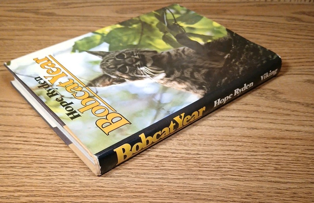 Bobcat Year By Hope Ryden 1981 Hardcover