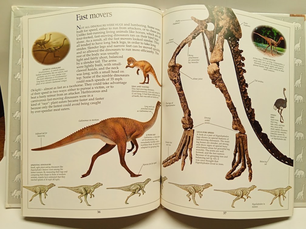 Dinosaur (Eyewitness Books) Hardcover-64 pages-1st Amer. Edition 1989 B4