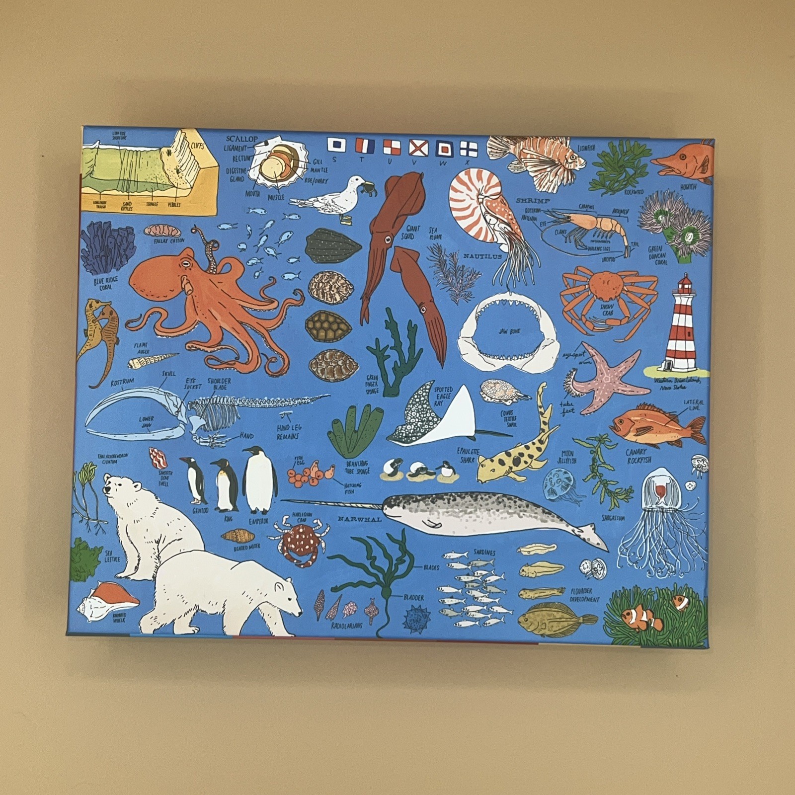 Ocean Anatomy: the Puzzle (500 Pieces) by Julia Rothmanl
