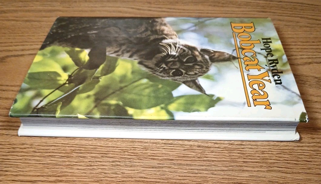 Bobcat Year By Hope Ryden 1981 Hardcover