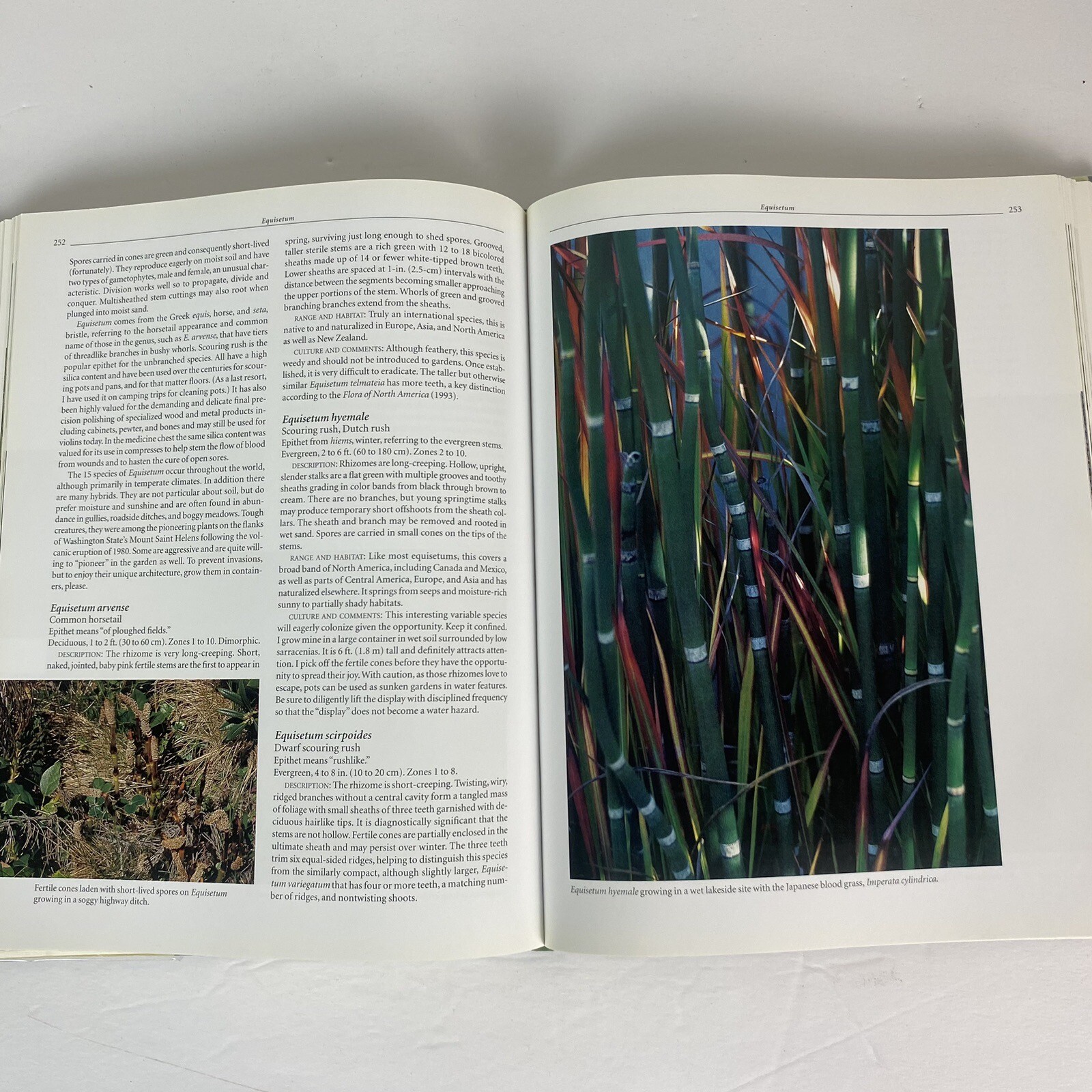Garden Ferns Unlocked: Sue Olsens Ultimate Visual Guide to 950+ Stunning Ferns