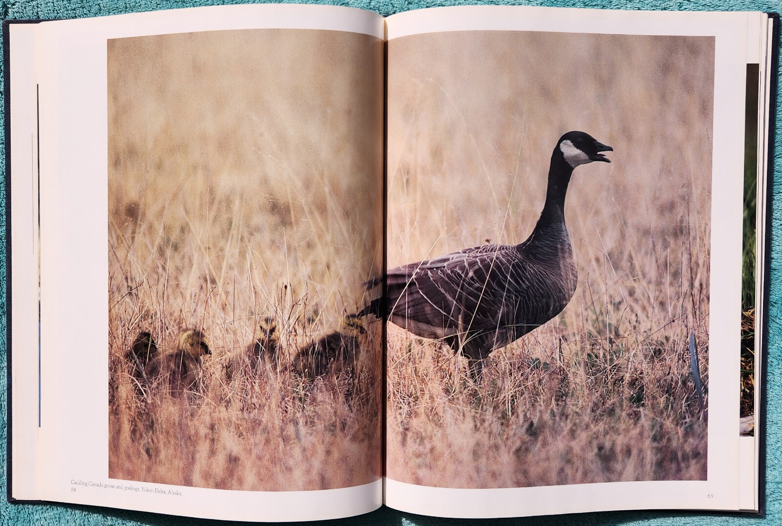 Magnificent Voyagers Waterfowl of North America 1988 Hardcover 136 Pages