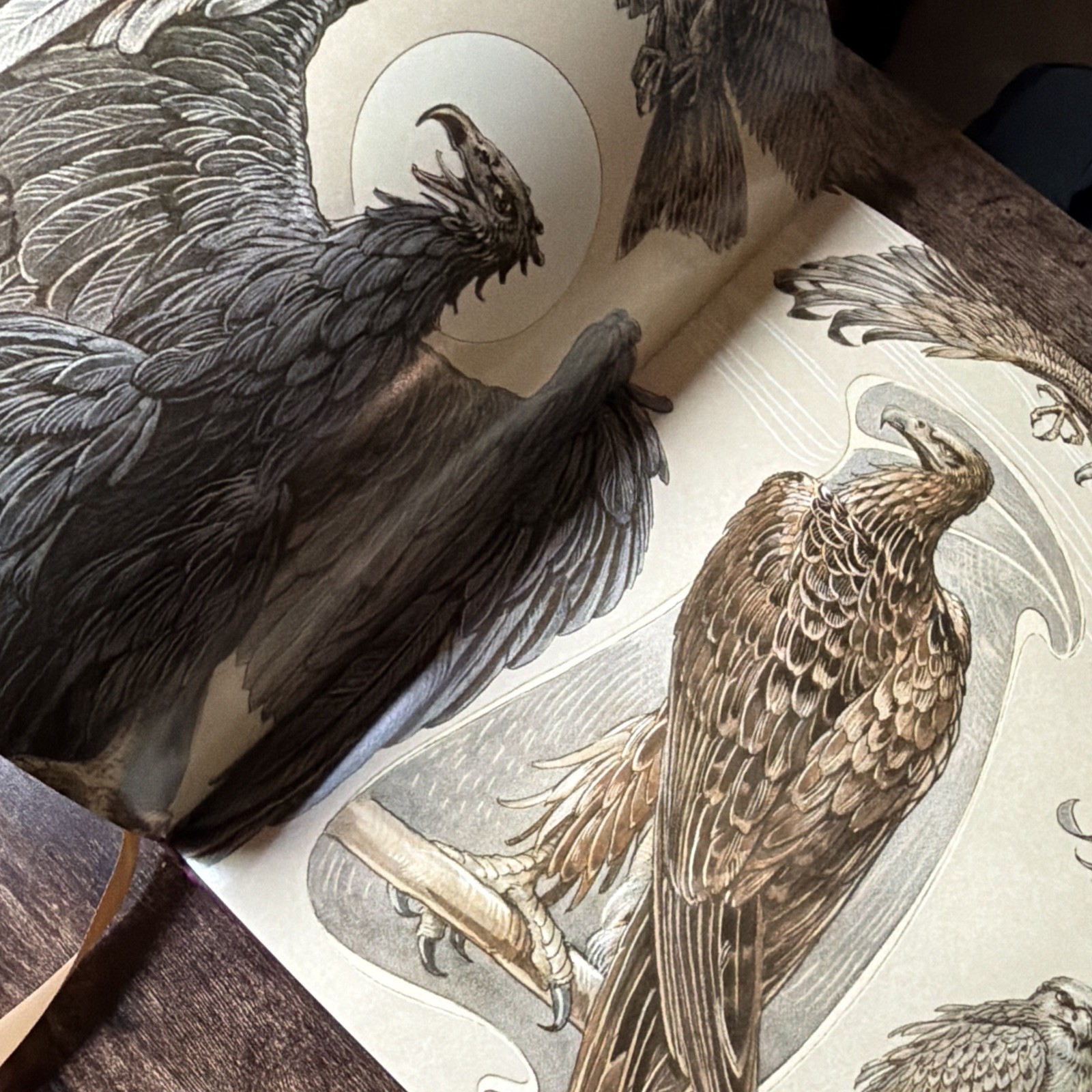 Animalia & Fantasia Hardcover Book Art Nouveau Creatures Dragons by Anton Seder
