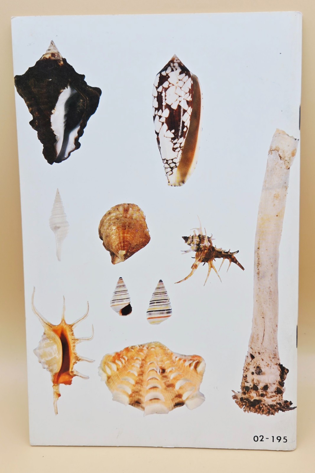 Vintage 1975 WHAT IS A SHELL? Educational Book, VERY GOOD, LN