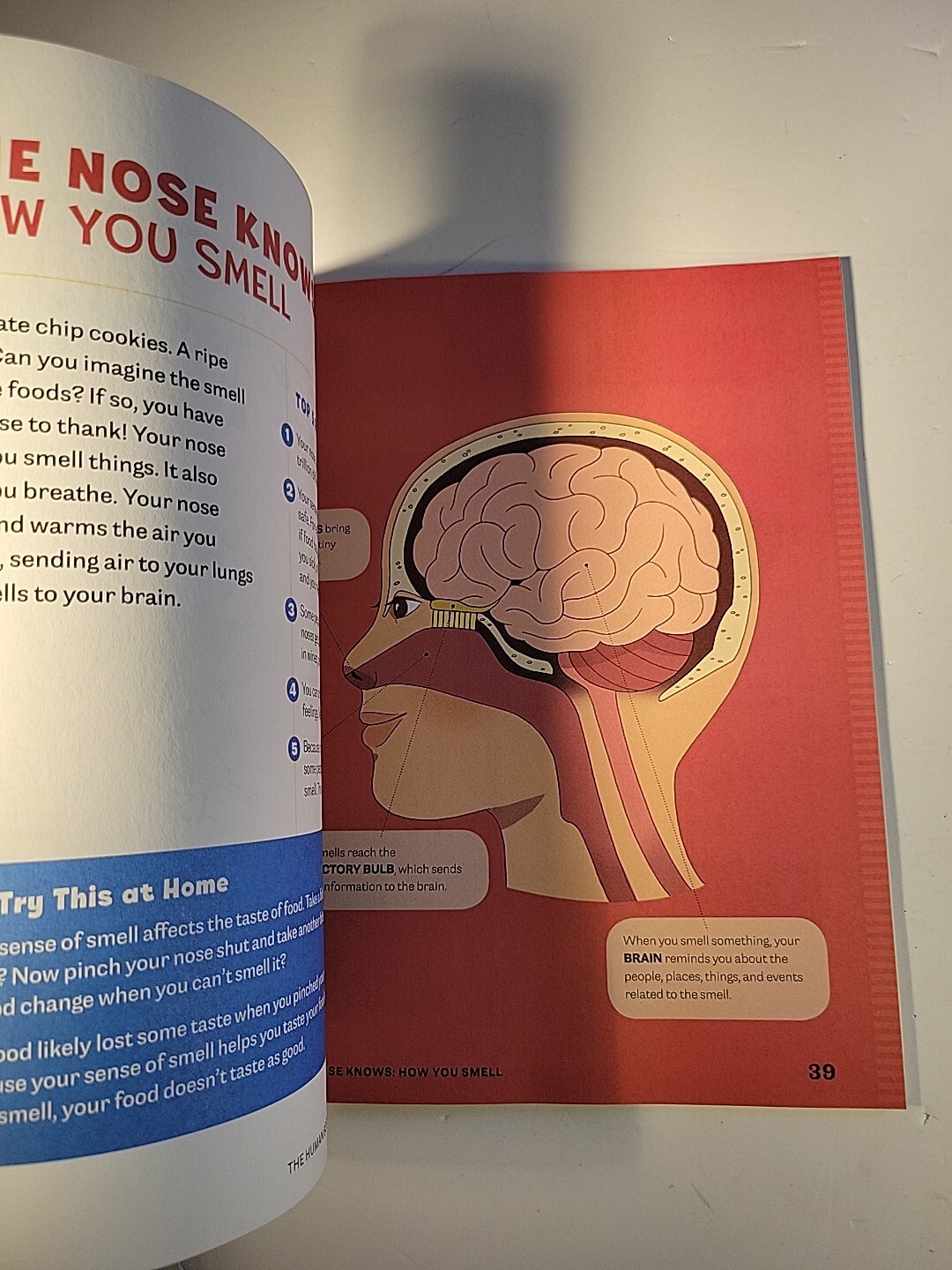 Human Body Activity Book for Kids : Hands-On Fun for Grades K-3 by Katie Stokes