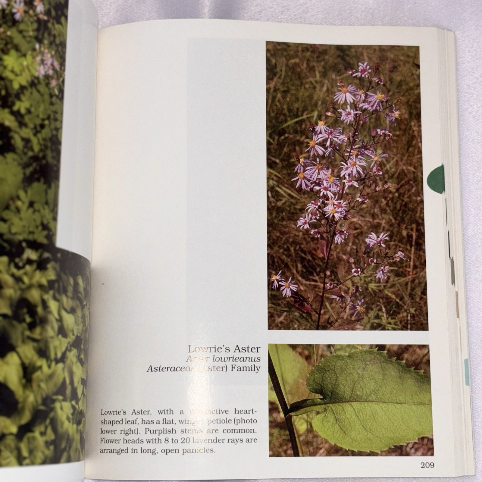 What’s Doin’ the Bloom? Revised Illustrated Wildflowers Guide PB 2002