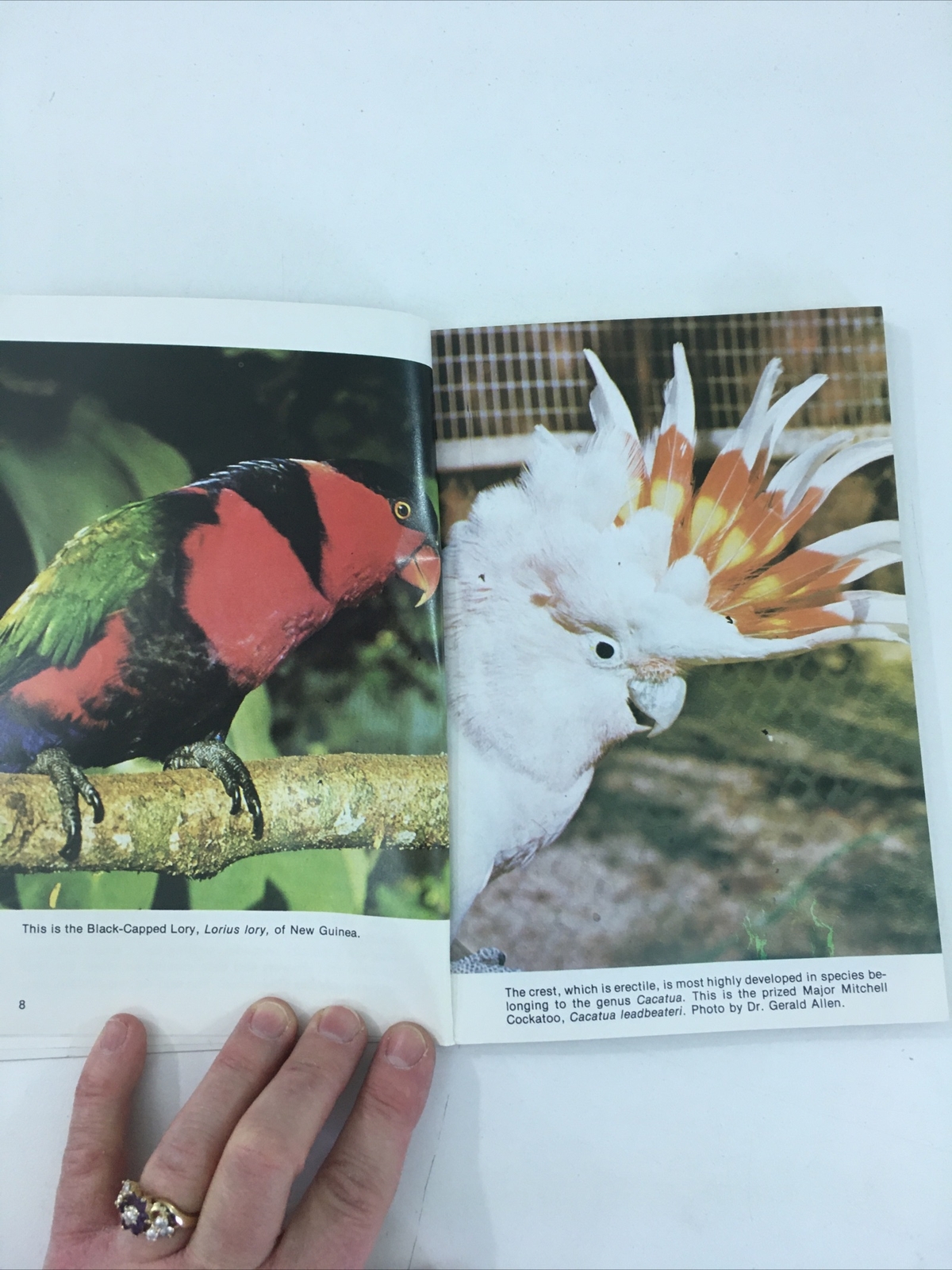 All About Cockatiels- Dr. Gerald R. Allen (Paperback, 1977)