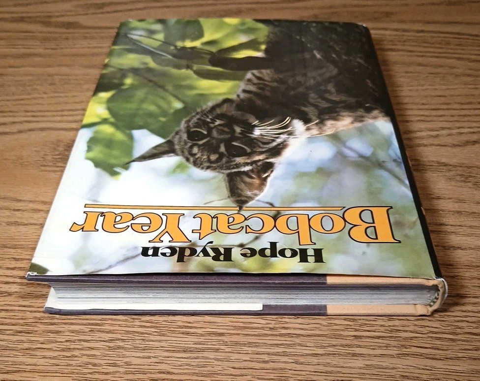 Bobcat Year By Hope Ryden 1981 Hardcover