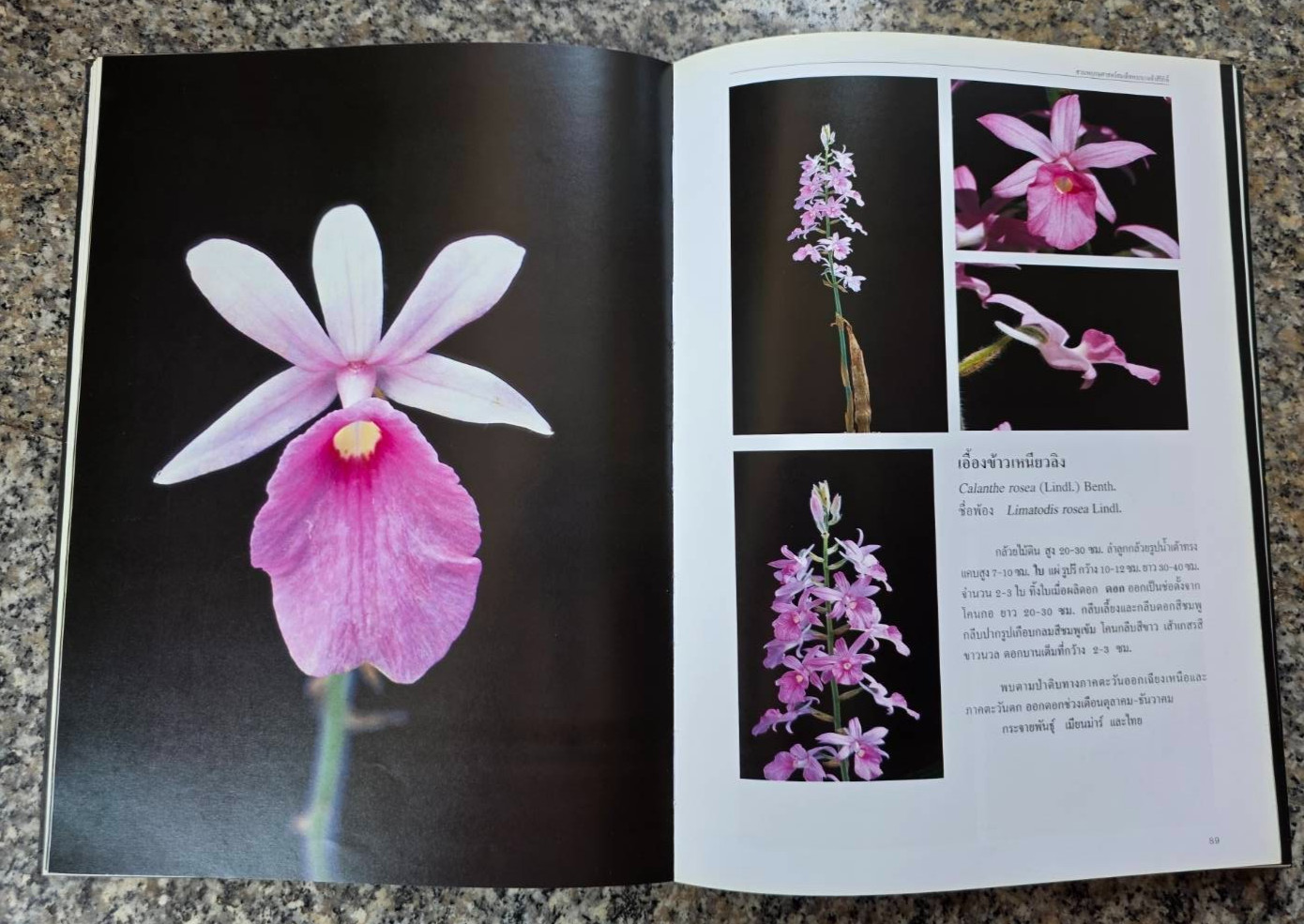 Hardcover book featuring all ” Thai orchids. ” ( Hardcover)