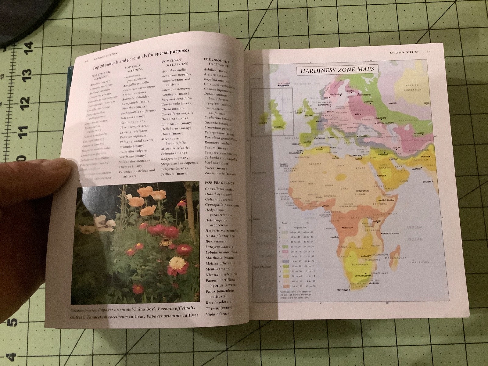 BOTANICAS ANNUALS AND PERENNIALS – Thick Paperback – VERY GOOD