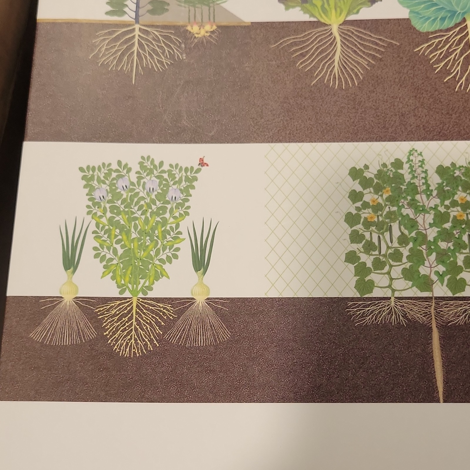 Tuttle Publishing Japanese Style Companion Planting Toshio Kijima Illustrated P…