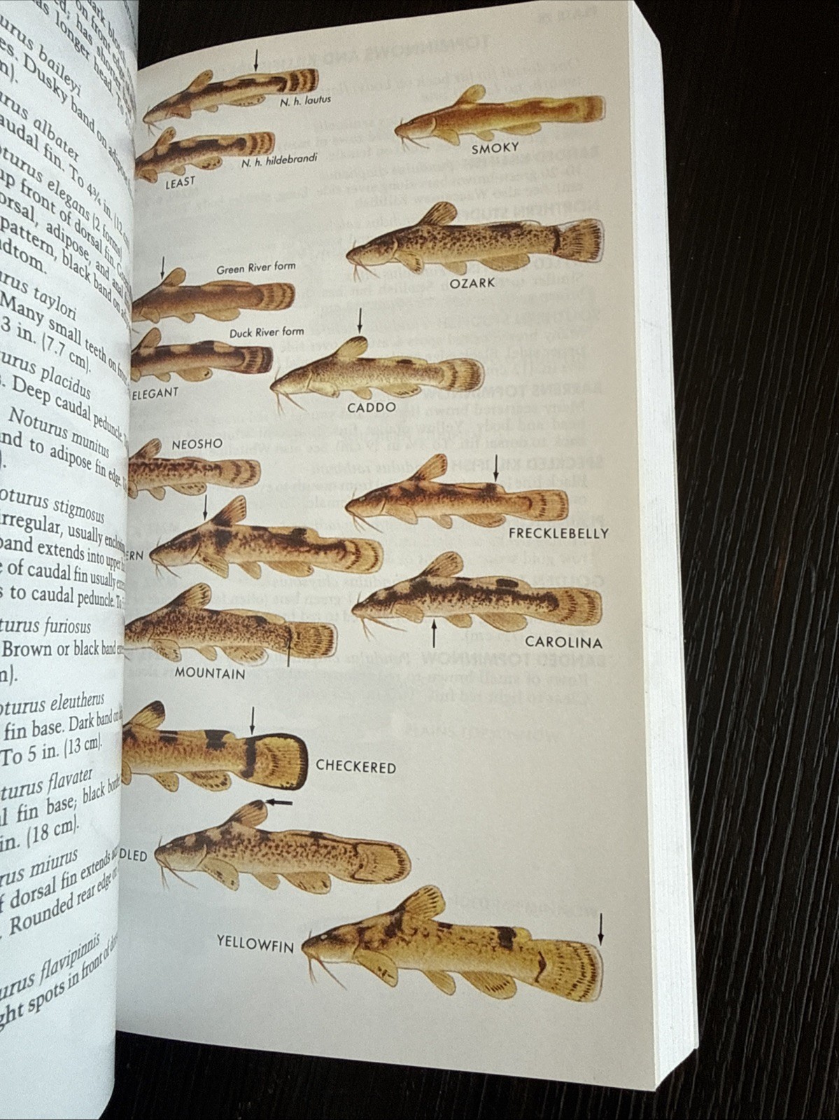 Paterson Field Guides – Fresh Water Fishes- Lawrence M.