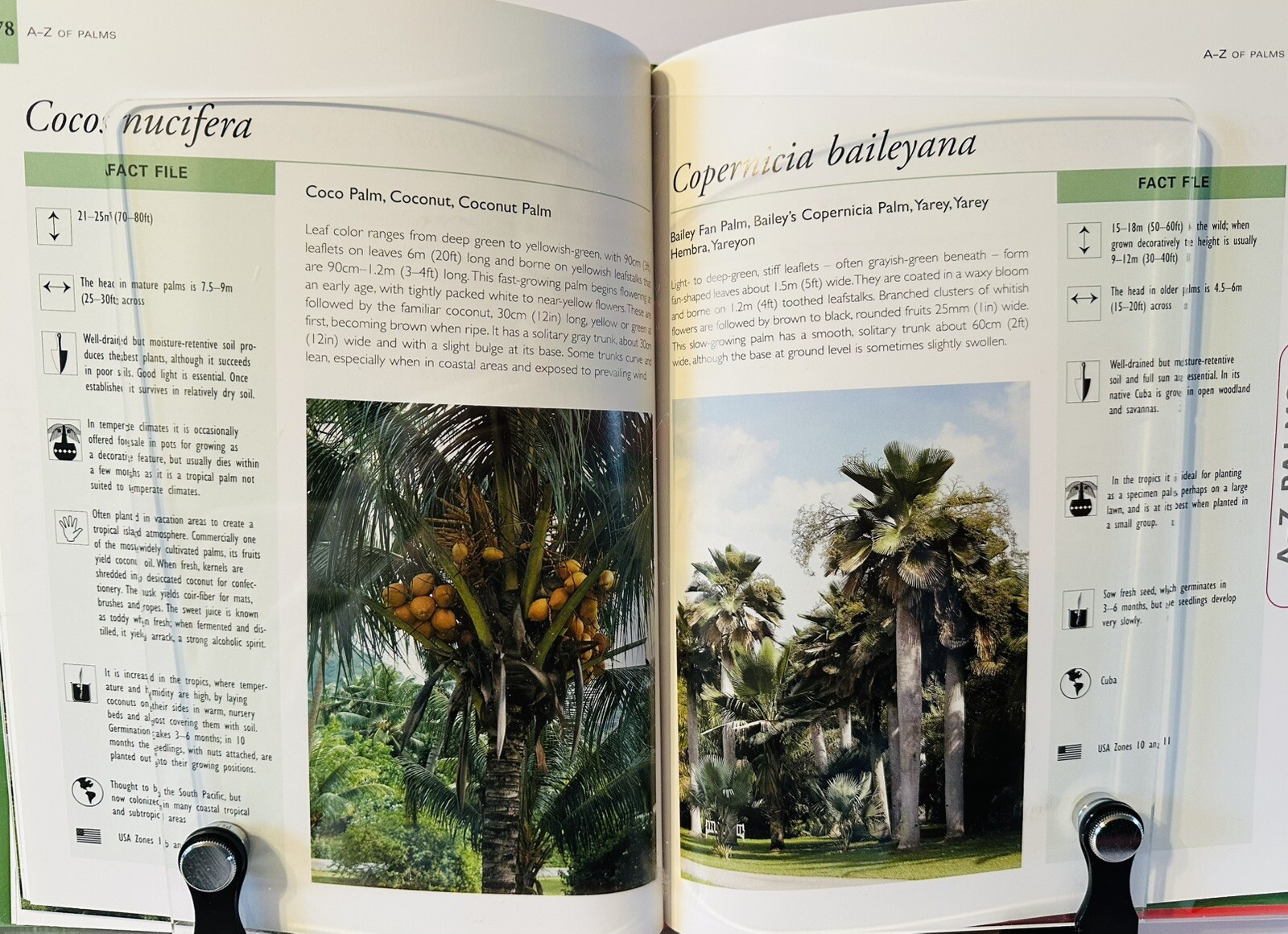 Palms And Cycads: A Guide To Selecting, Growing & Propagating David Squire New