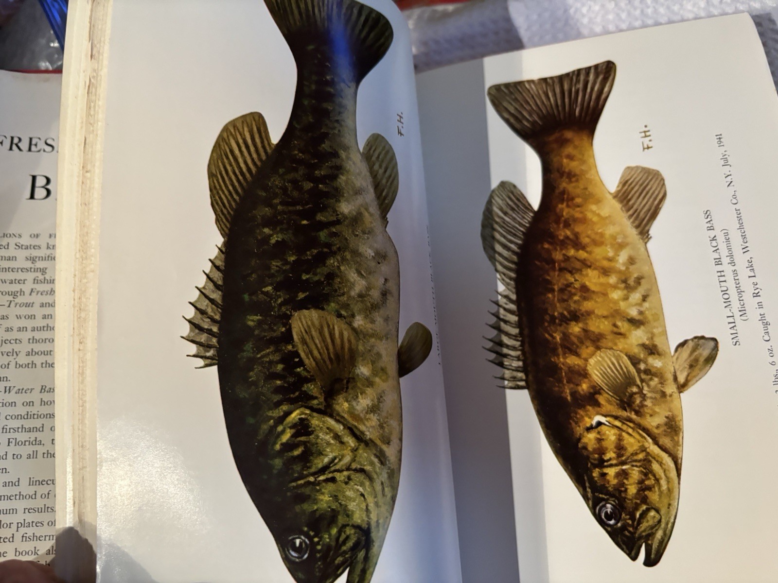 Freshwater bass fishing book Ray Bergman 1954, Illustrated. VG DJ. Stunning art.