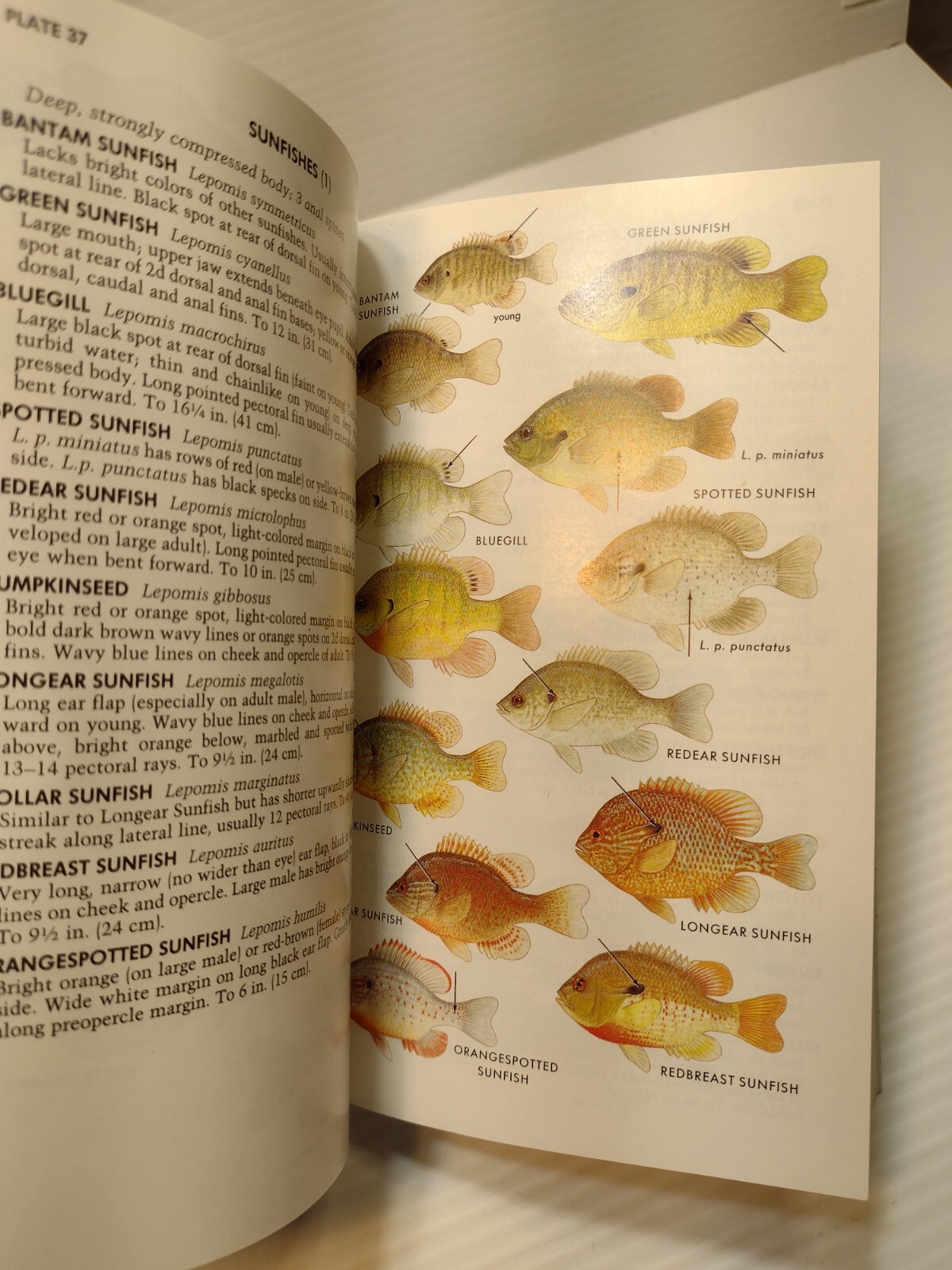 Peterson Field Guides: Freshwater Fishes by Lawrence Page & Brooks Burr