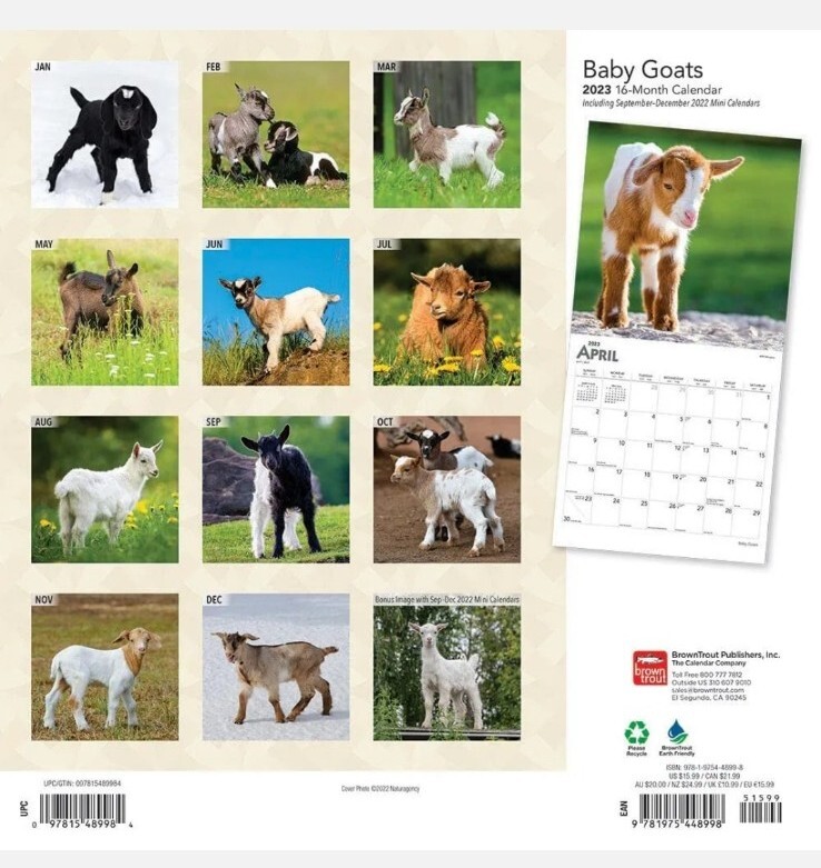 BROWN TROUT, BABY GOATS 2023 SQUARE WALL CALENDAR NEW FARM ANIMAL KID GOAT