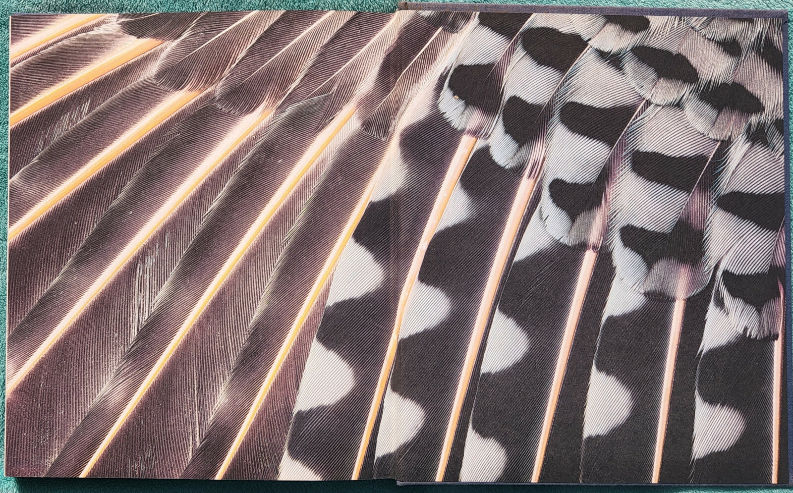 The Wonder of Birds Robert M. Poole 1983 Hardcover 280 Pages Of Amazing Birds