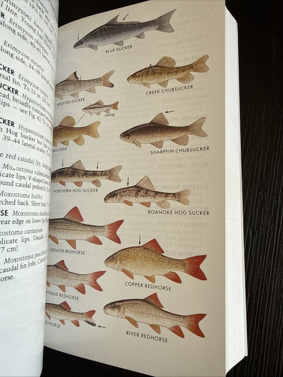 Paterson Field Guides – Fresh Water Fishes- Lawrence M.