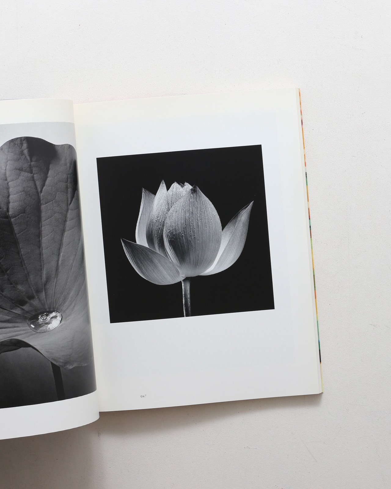 Ishimoto Yasuhiro Iro to Katachi Photography Flowers Photo Book Hardcover