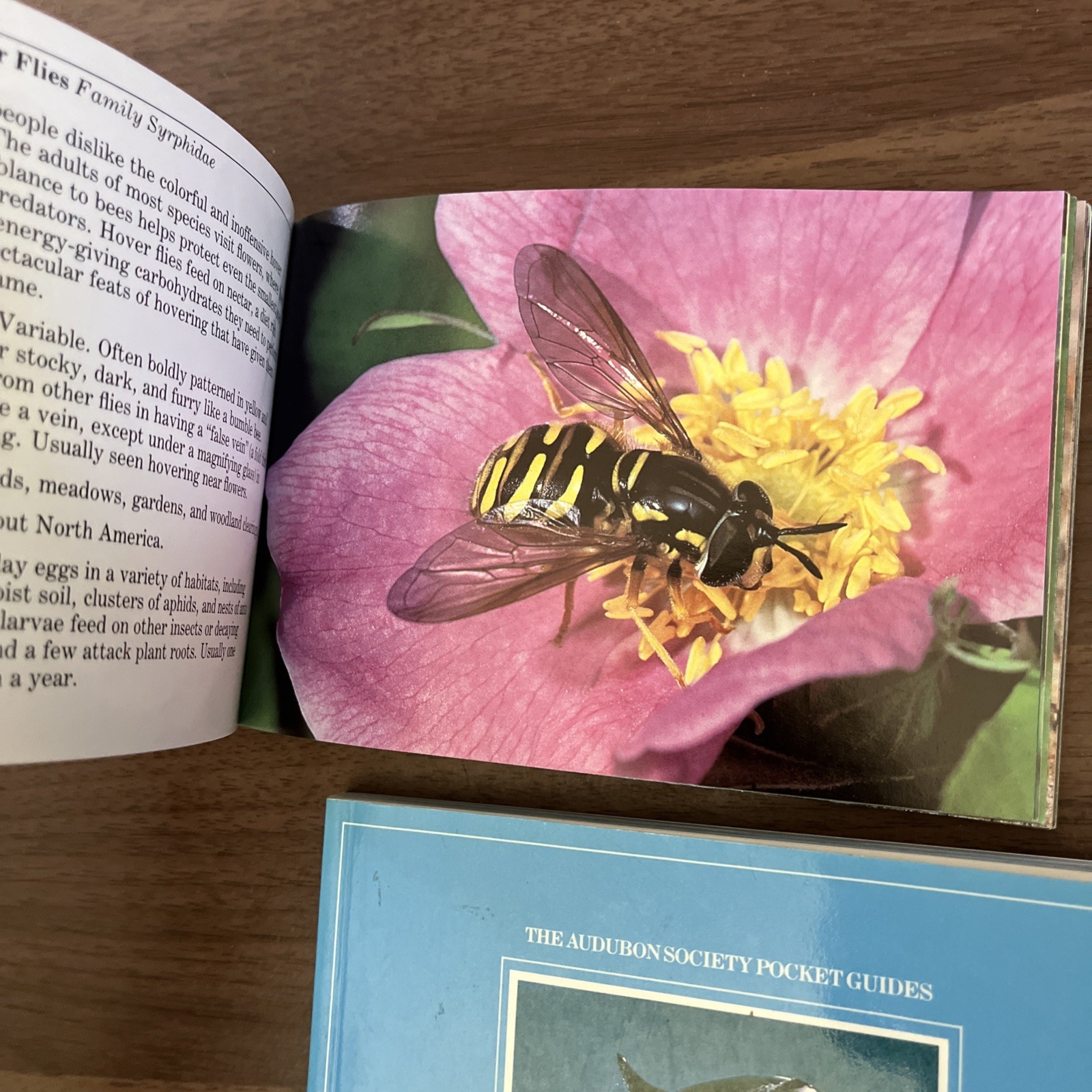 National Audubon Society Pocket Guide Lot Of 2-insects & Marine Animals Vintage