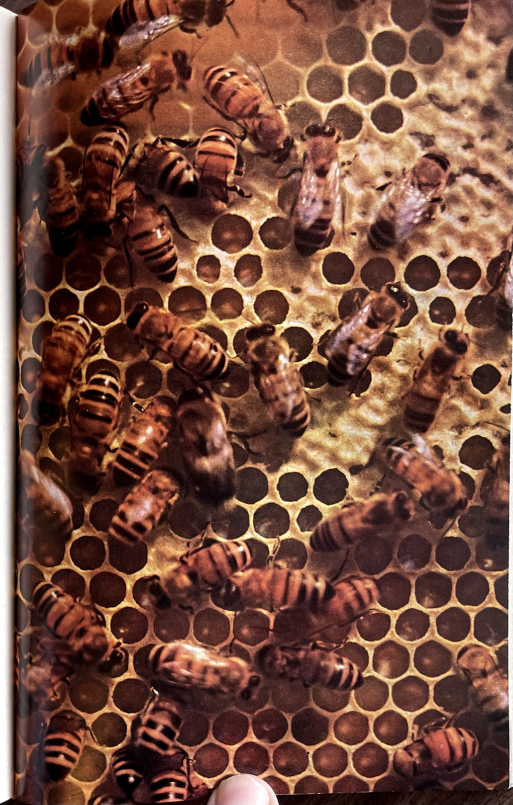 1951 AMERICAN SOCIAL INSECTS by Michener 1st Ed/hb/267pp/DJ/NICELY ILLUSTRATED