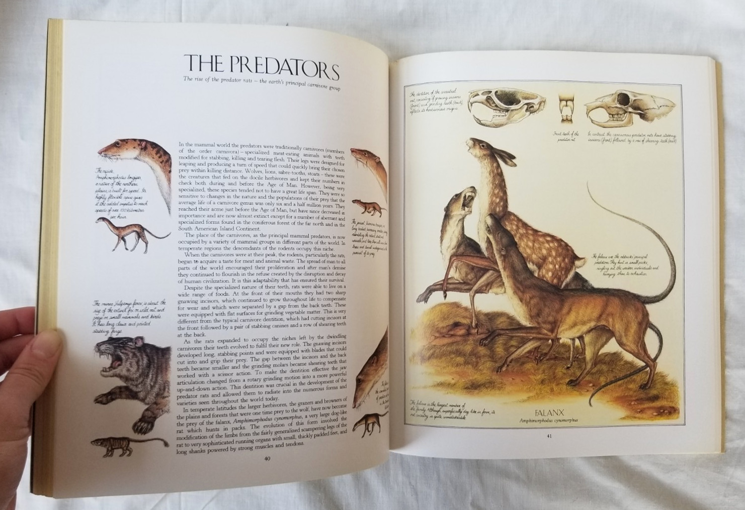 After Man: A Zoology of The Future Dougal Dixon Illustrated Paperback Book