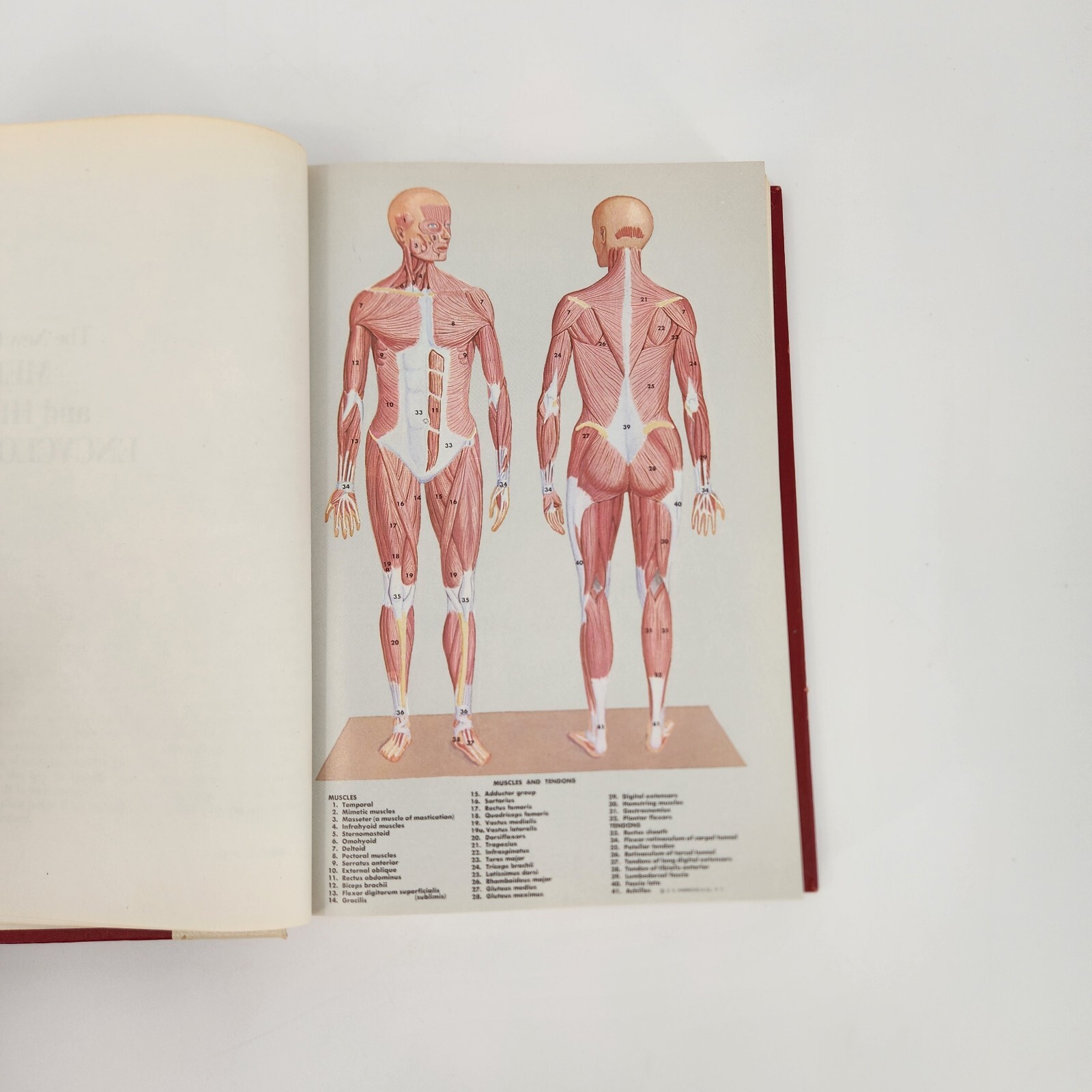 Vintage 1977 The New Complete Medical And Health Encyclopedia Book Vol 1 1-368