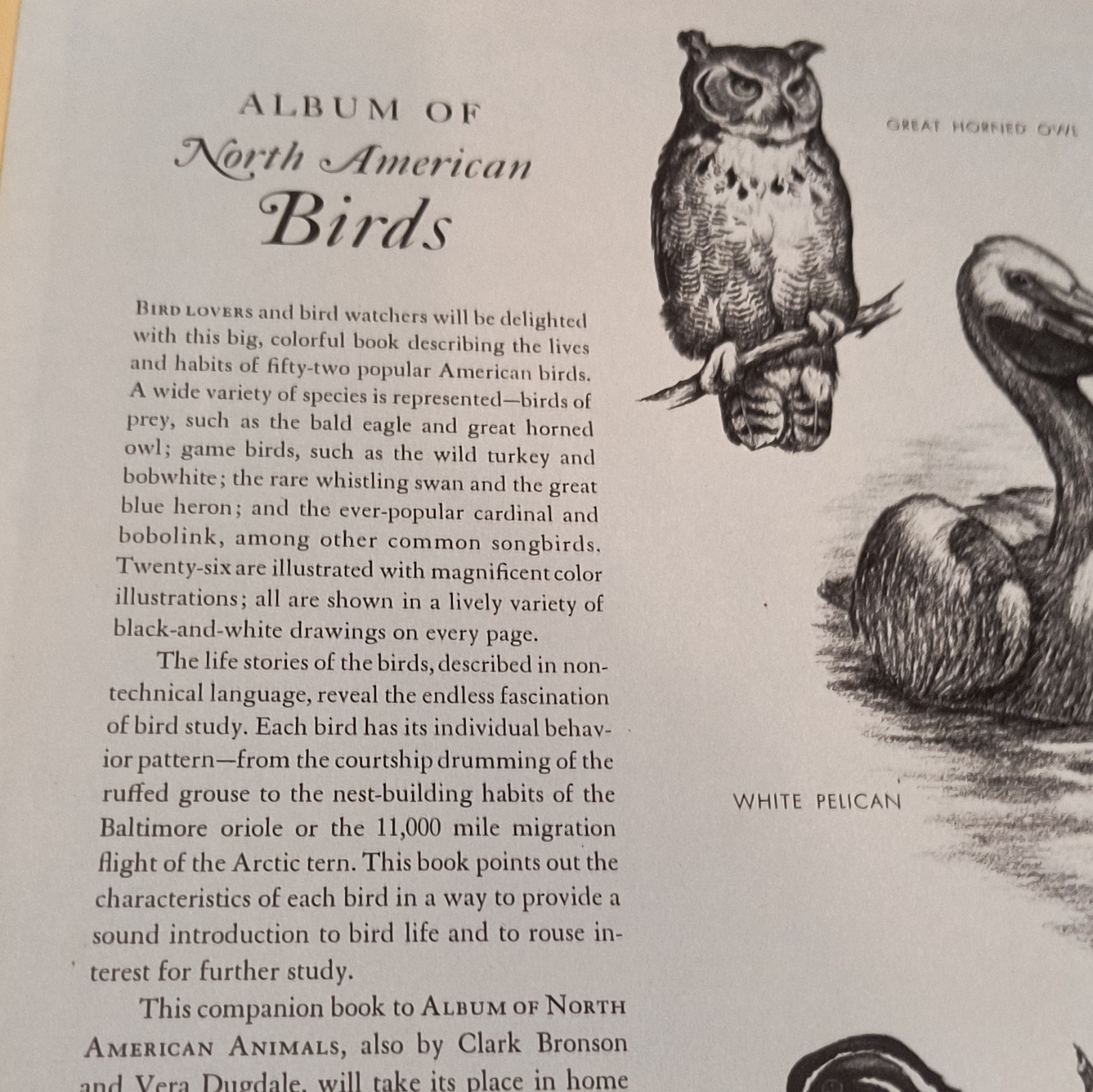 Album of North American Birds Hardcover Illustrated Vera Dugdale Clark Bronson