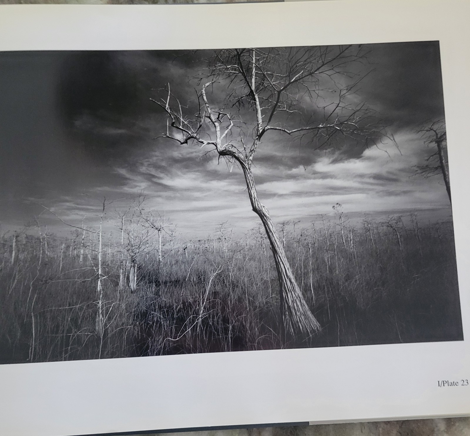 Clyde Butcher, Portfolio I: Florida Landscapes by Clyde Butcher
