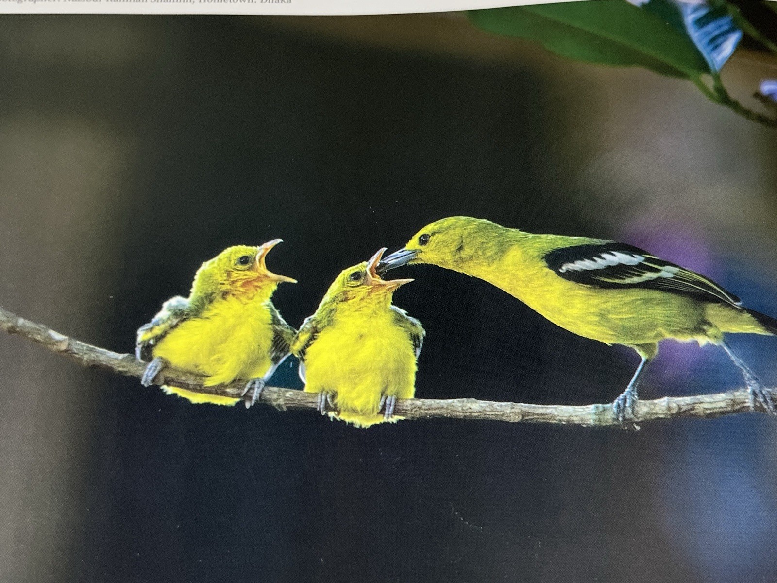 Explore BANGLADESH Coffee Table Book 11”x8” Full Page Photos 152 Pages Hardcover