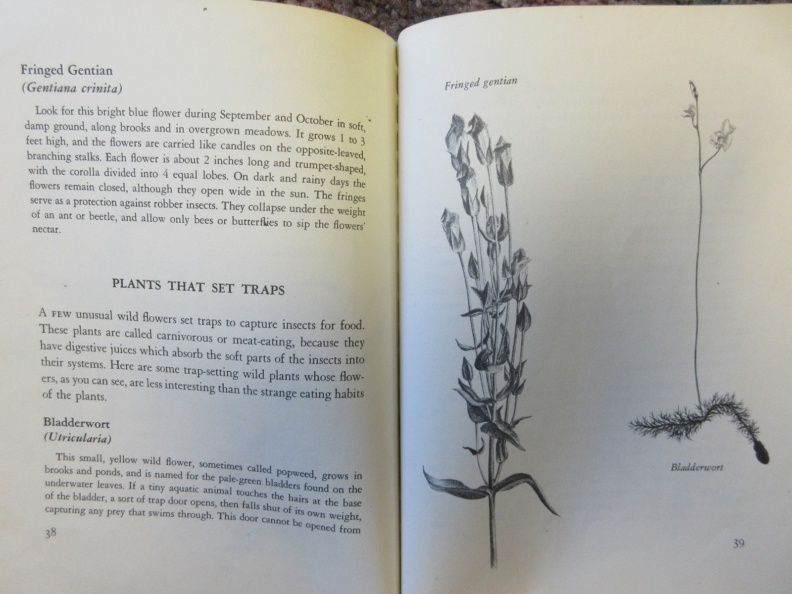 The First Book of Wild Flowers (1961) by Betty Cavanna Pictures Page Cary HC
