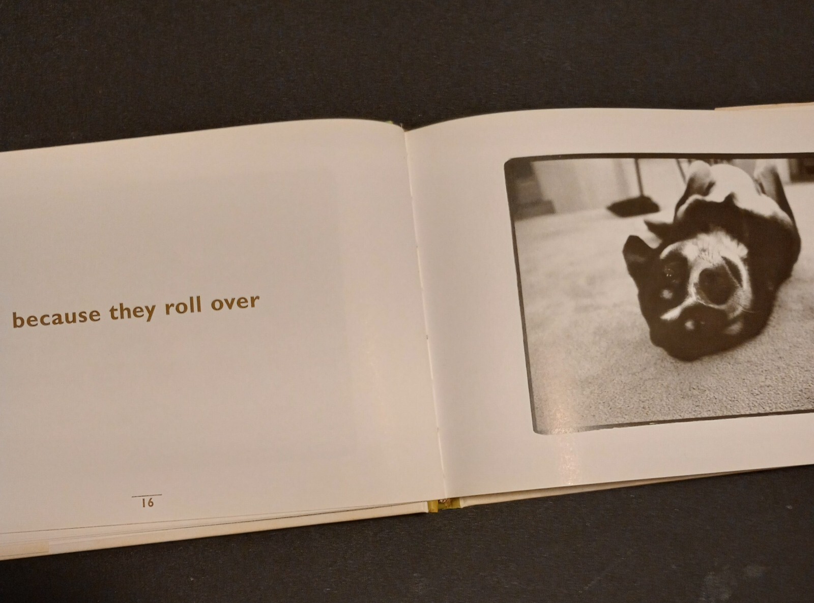 Why We Love Dogs by Kim Levin (1998, Hardcover)