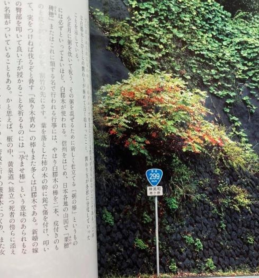 Toshiro Kawase – “God’s Tree: Go/Visit” Japanese sacred tree art