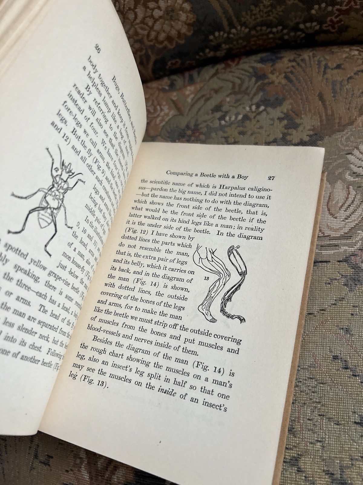 American Boys Book of Bugs Butterflies and Beetles Dan Beard 1932 Scarce