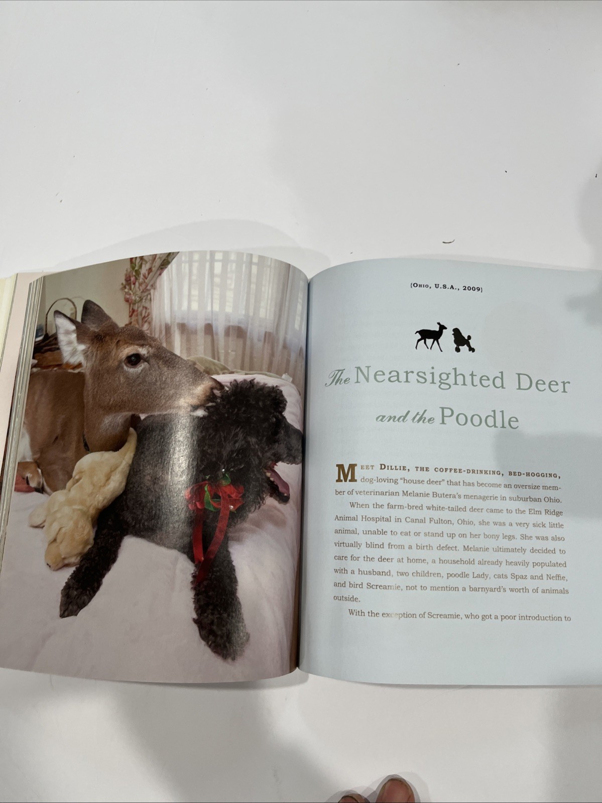 Unlikely Friendships : 47 Stories Animal Kingdom by Jennifer S. Holland (2011