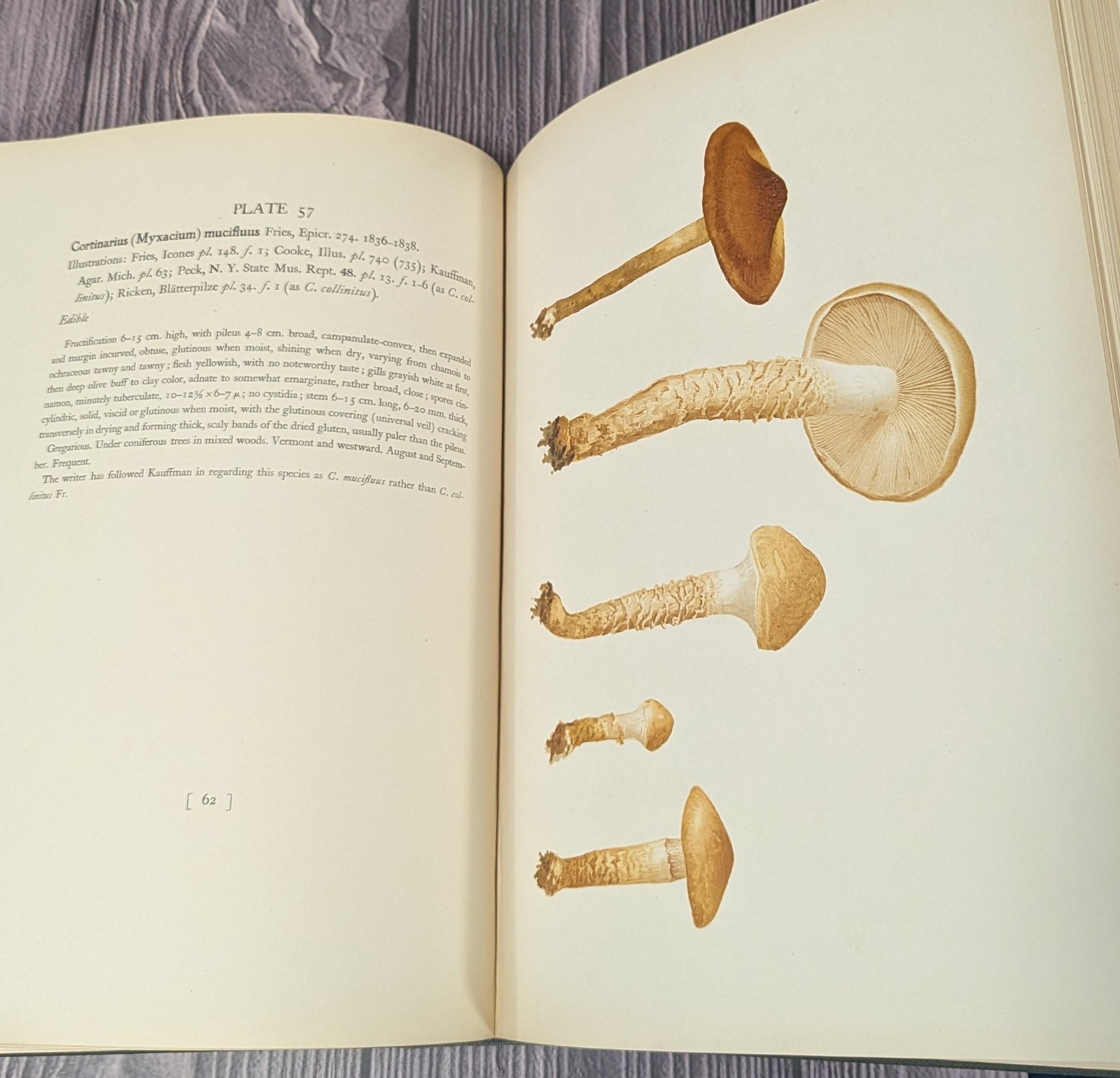 Icones Farlowianae – 1929 Farlow Fungi Mushrooms 103 Color Plates – Large Folio