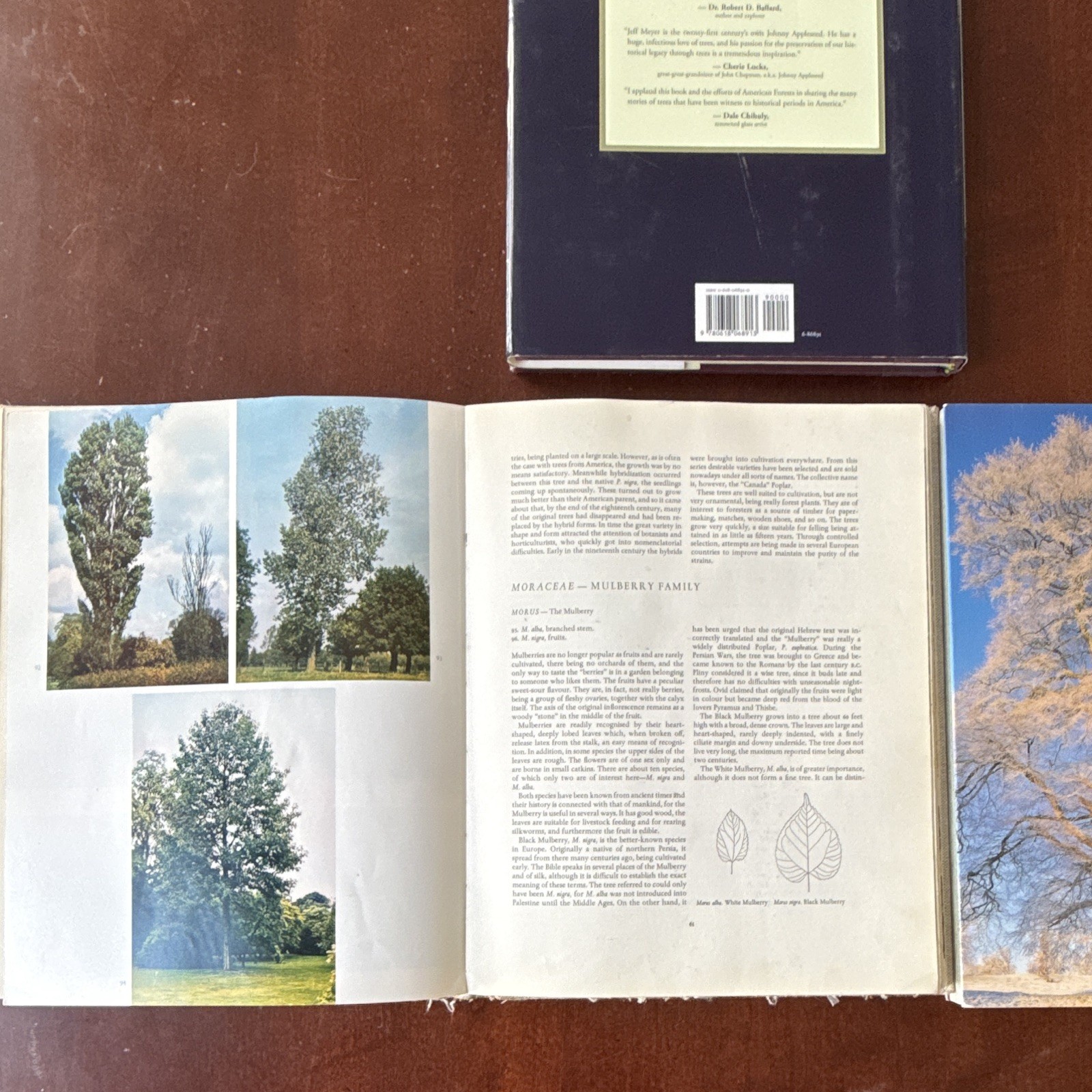 Meetings with Remarkable Trees, Thomas Pakenham PB Illustrated Random House