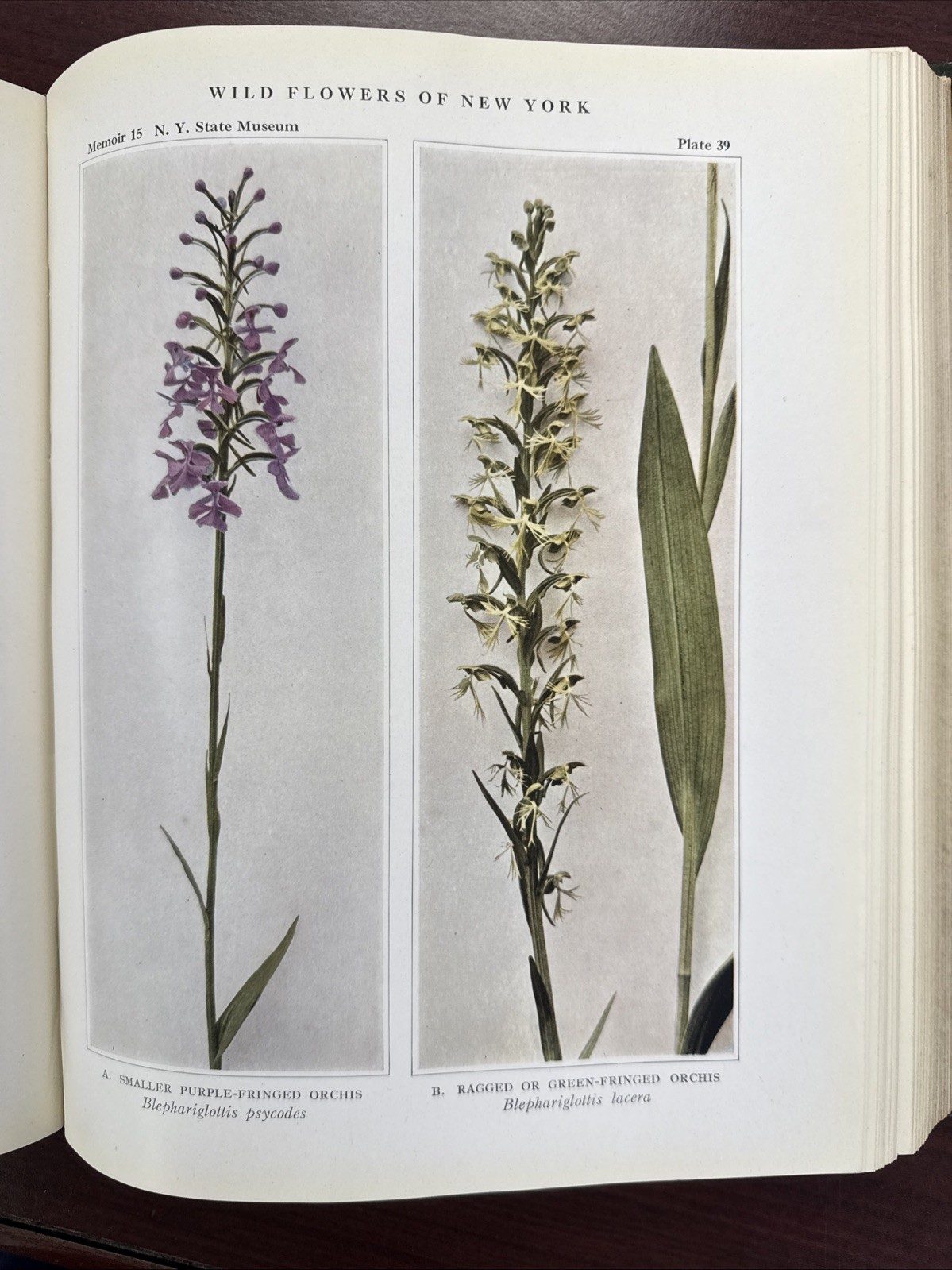 Wildflowers Of New York Part One 1918 Original Edition