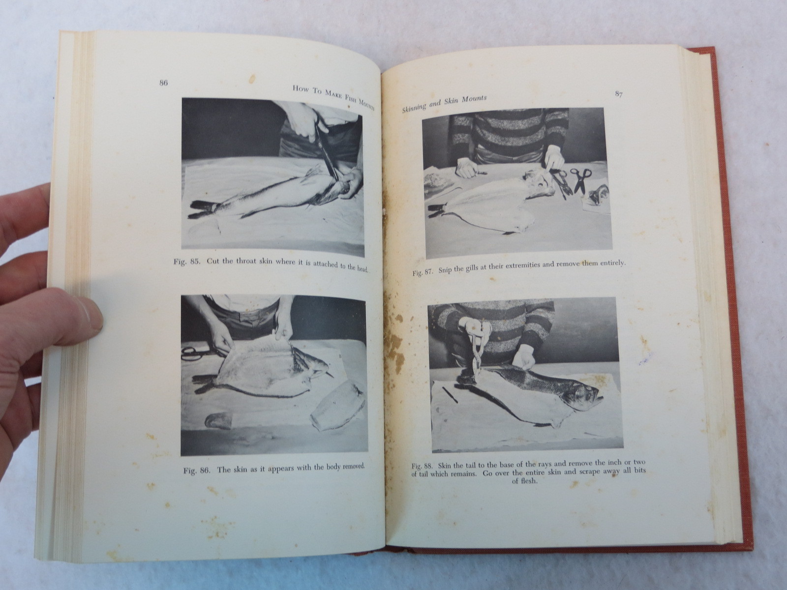 Migdalski HOW TO MAKE FISH MOUNTS AND OTHER FISH TROPHIES Ronald Press c.1960
