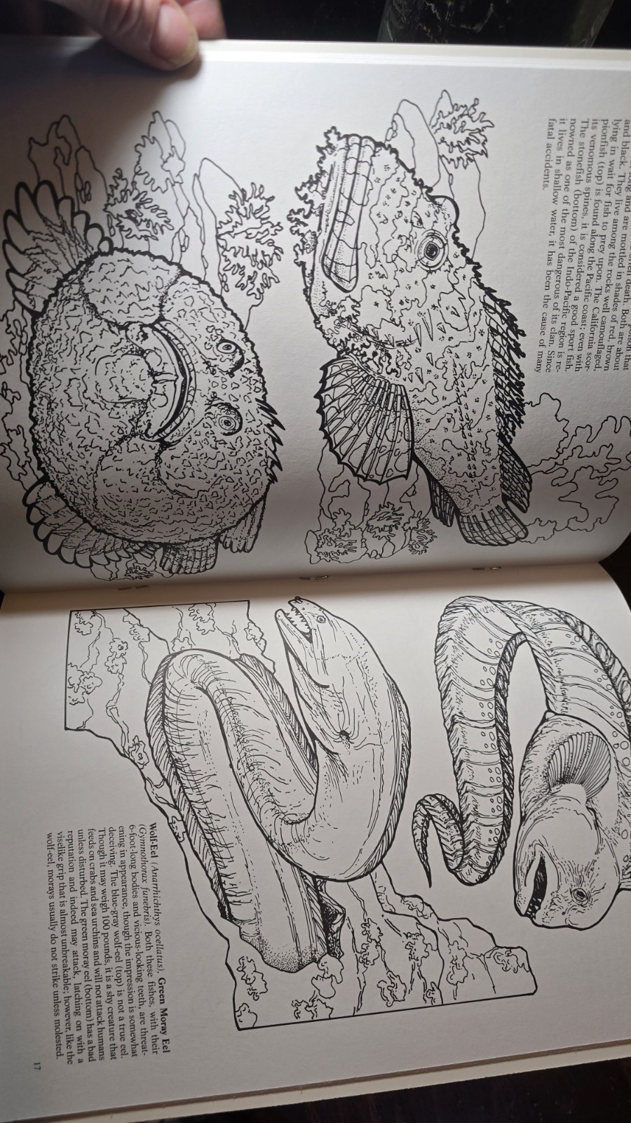 STRANGE CREATURES OF THE SEA COLORING BOOK By Llyn Hunter Doyer Coloring Book