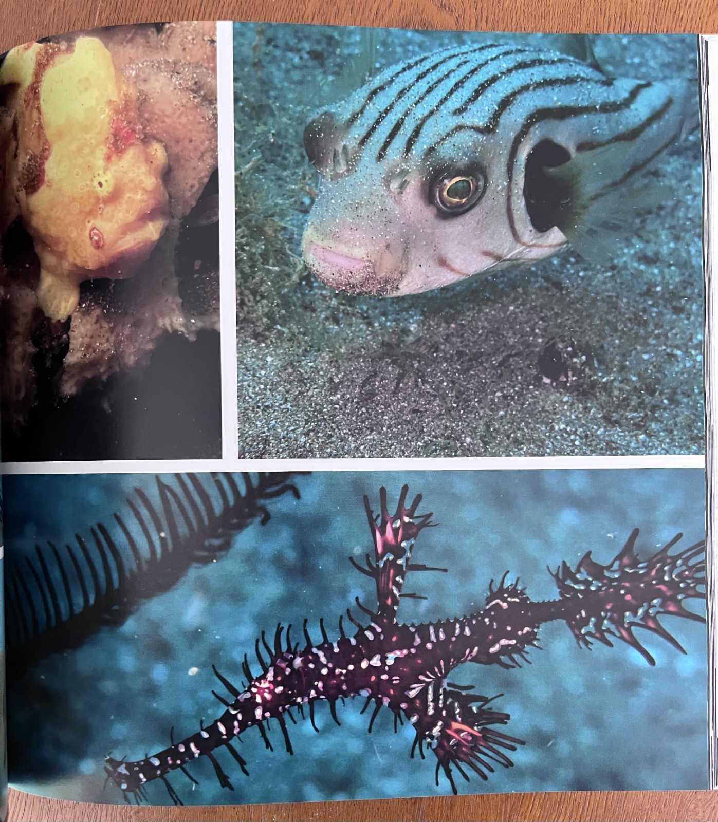 Philippines Diving: Anilao Batangas Verde Island Passage Coral Reef Photography